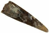 Serrated, Fossil Theropod (Richardoestesia) Tooth - Montana #352041-1